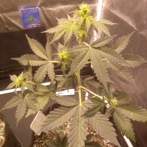 Lemon kush #1 growlog timeline photo