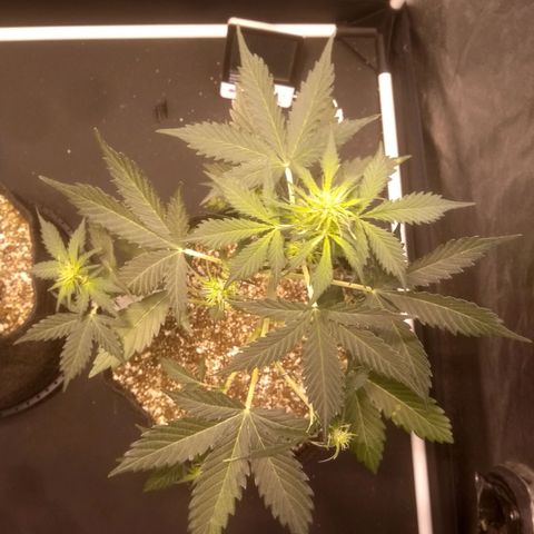 Lemon kush #1 growlog timeline photo