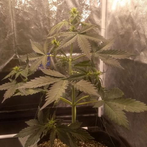 Lemon kush #1 growlog timeline photo