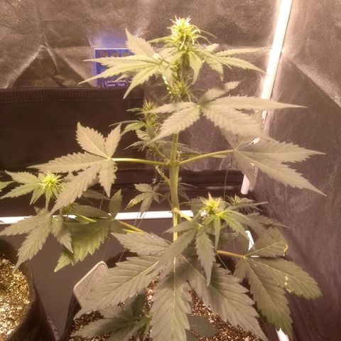 Lemon kush #1 growlog timeline photo