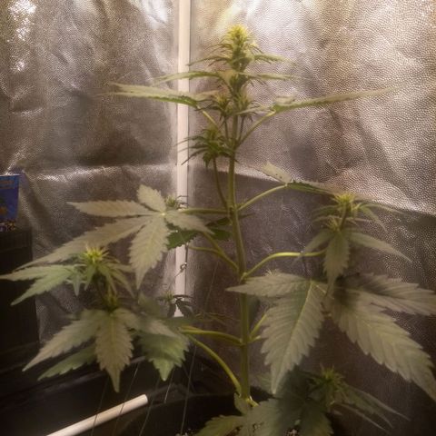 Lemon kush #1 growlog timeline photo
