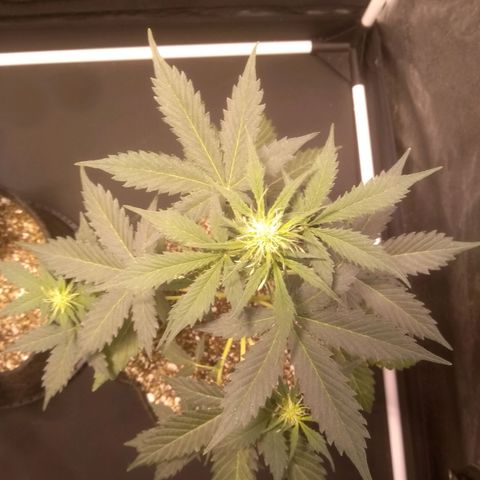 Lemon kush #1 growlog timeline photo