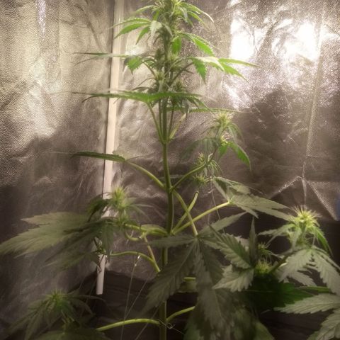 Lemon kush #1 growlog timeline photo