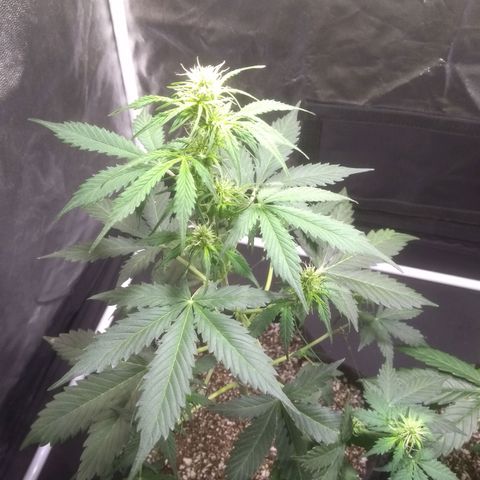 Lemon kush #1 growlog timeline photo