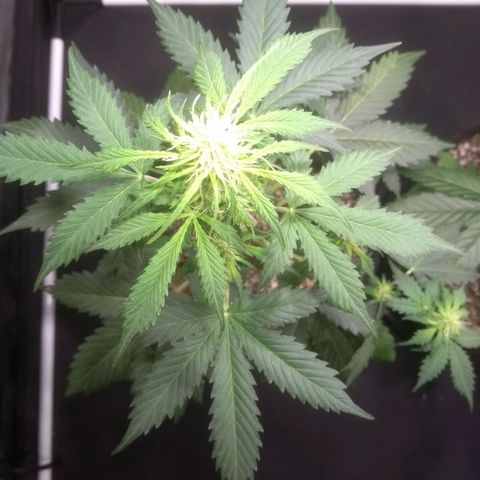 Lemon kush #1 growlog timeline photo