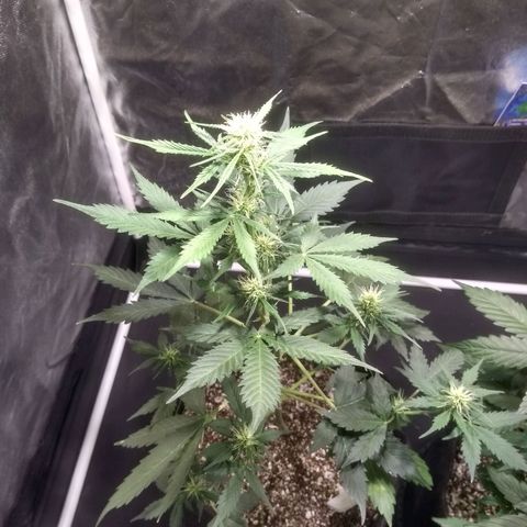 Lemon kush #1 growlog timeline photo