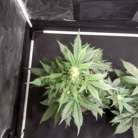 Lemon kush #1 growlog timeline photo