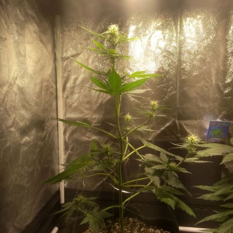 Lemon kush #1 growlog timeline photo