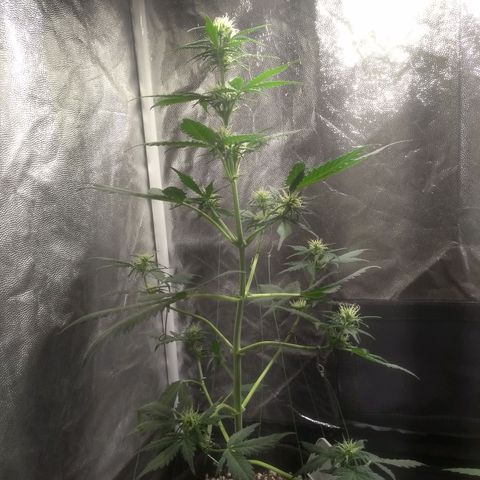 Lemon kush #1 growlog timeline photo