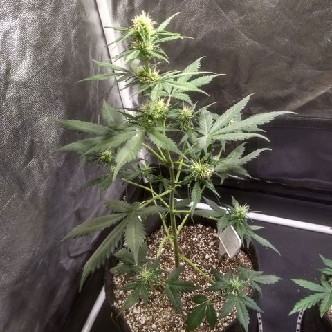 Lemon kush #1 growlog timeline photo