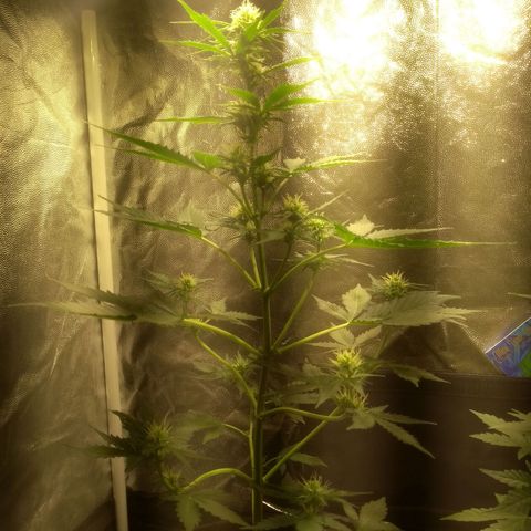Lemon kush #1 growlog timeline photo