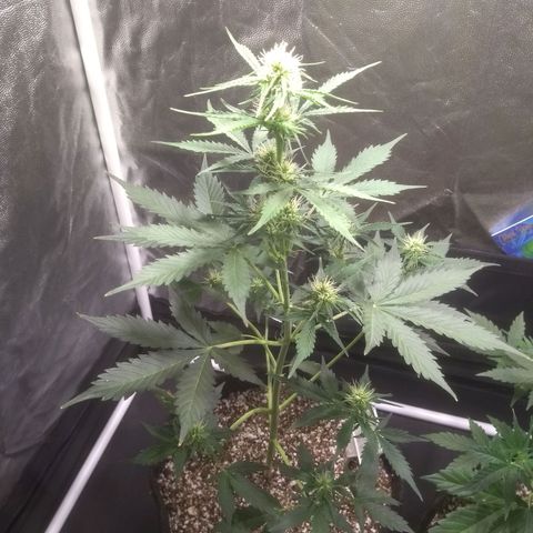 Lemon kush #1 growlog timeline photo