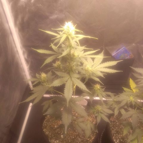 Lemon kush #1 growlog timeline photo