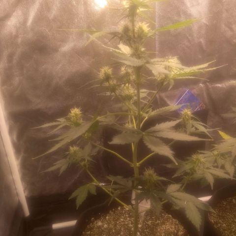 Lemon kush #1 growlog timeline photo