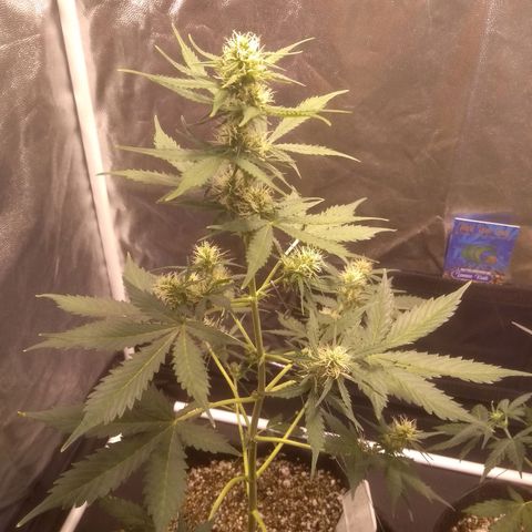 Lemon kush #1 growlog timeline photo