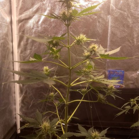 Lemon kush #1 growlog timeline photo
