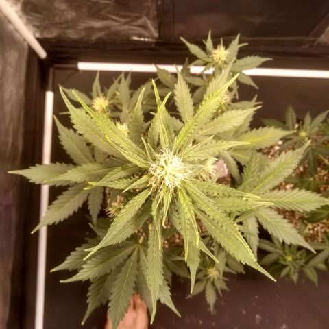 Lemon kush #1 growlog timeline photo
