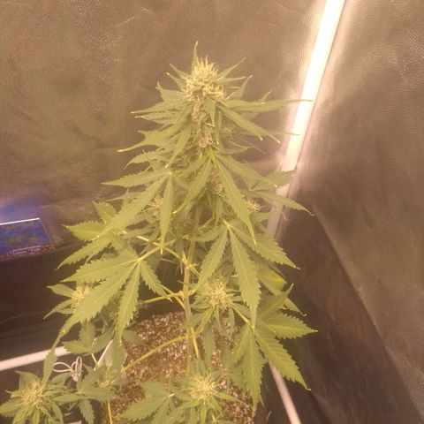 Lemon kush #1 growlog timeline photo