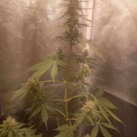 Lemon kush #1 growlog timeline photo