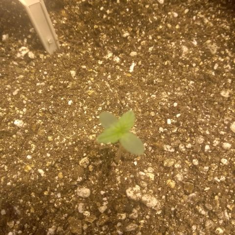 Critical #2 growlog timeline photo