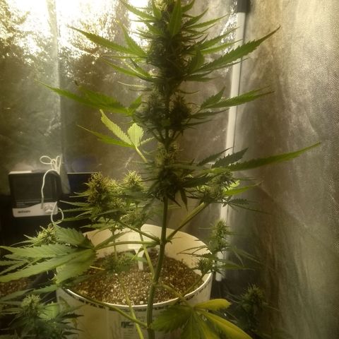 Lemon kush #1 growlog timeline photo