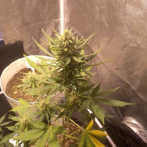 Lemon kush #1 growlog timeline photo