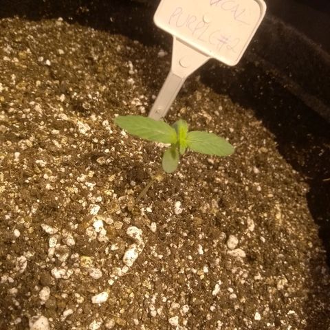 Critical #2 growlog timeline photo