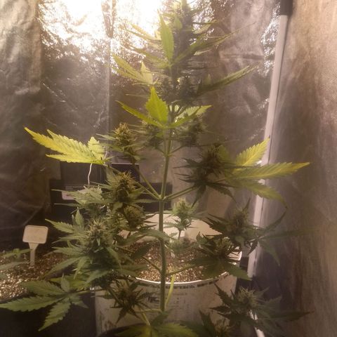 Lemon kush #1 growlog timeline photo