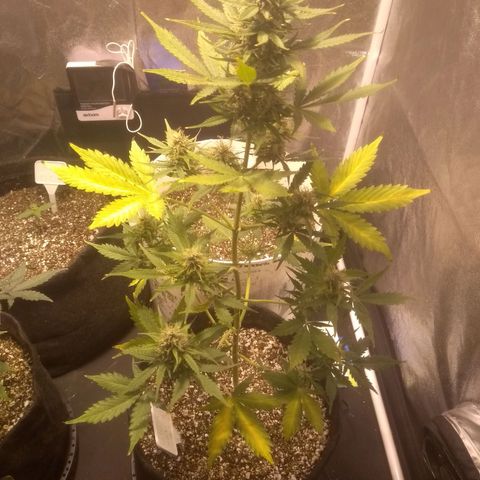Lemon kush #1 growlog timeline photo