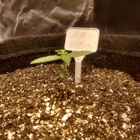 Critical #2 growlog timeline photo