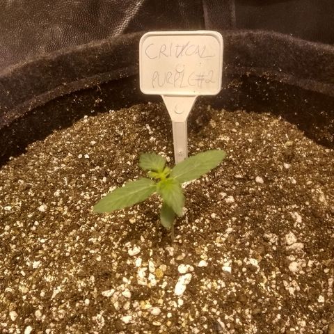 Critical #2 growlog timeline photo