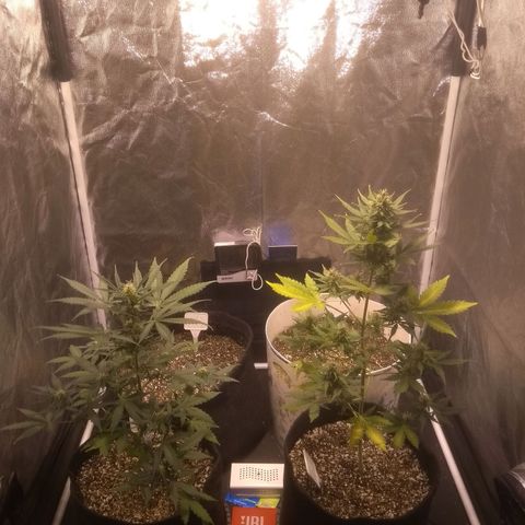Critical #2 growlog timeline photo