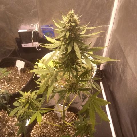 Lemon kush #1 growlog timeline photo