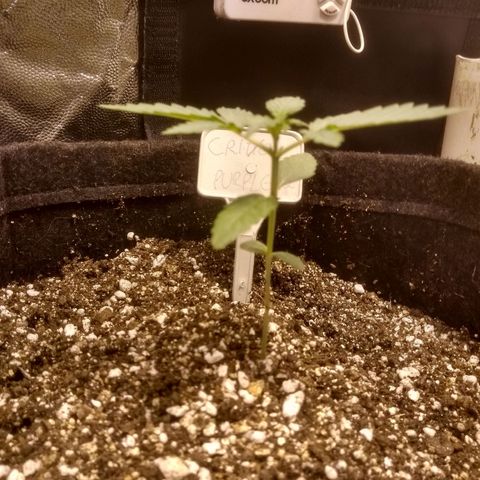 Critical #2 growlog timeline photo
