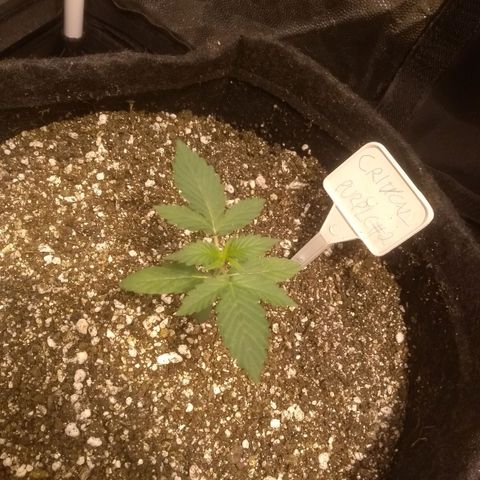 Critical #2 growlog timeline photo