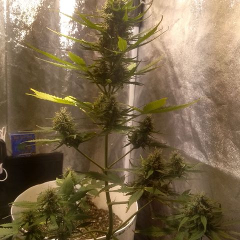 Lemon kush #1 growlog timeline photo