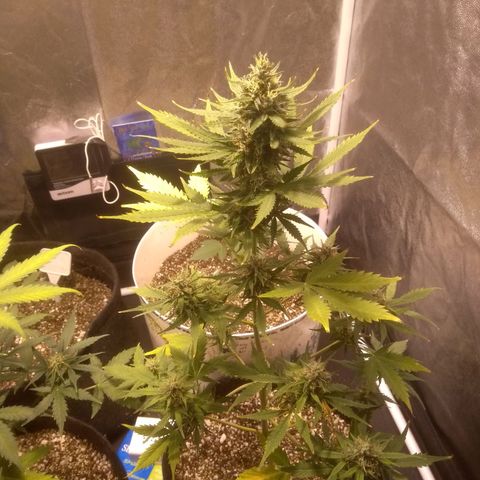 Lemon kush #1 growlog timeline photo