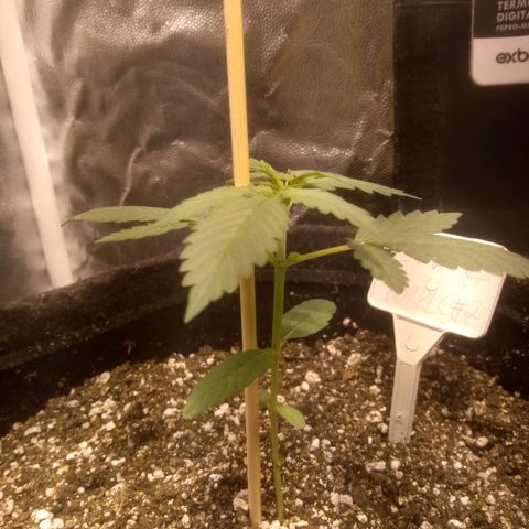 Critical #2 growlog timeline photo