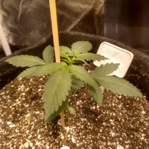 Critical #2 growlog timeline photo