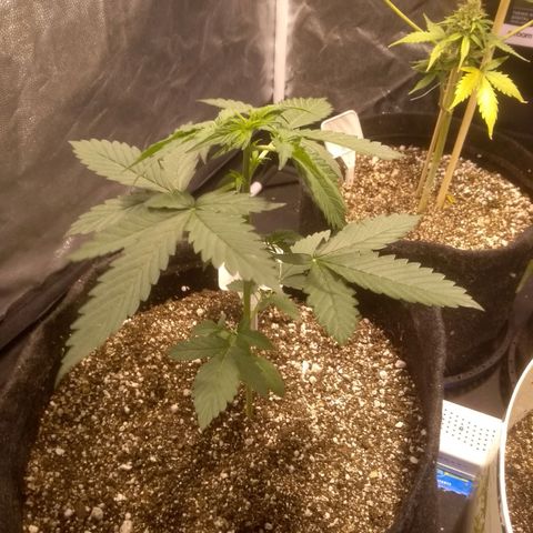 Critical #2 growlog timeline photo