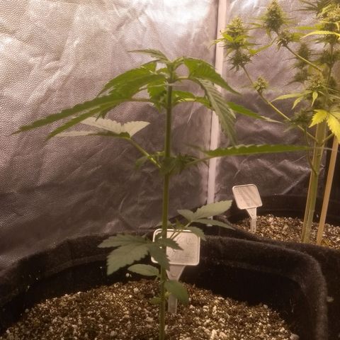 Critical #2 growlog timeline photo