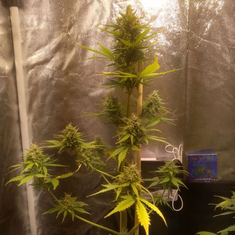 Lemon kush #1 growlog timeline photo