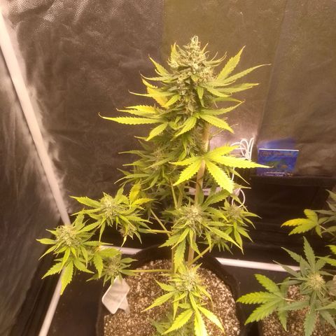 Lemon kush #1 growlog timeline photo
