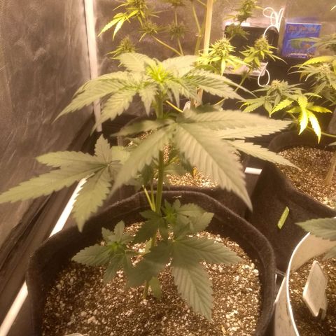 Critical #2 growlog photo: 33 cm