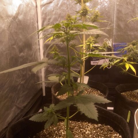 Critical #2 growlog photo: 33 cm