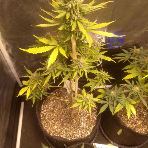 Lemon kush #1 growlog photo: 51cm