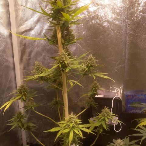 Lemon kush #1 growlog photo: 51cm