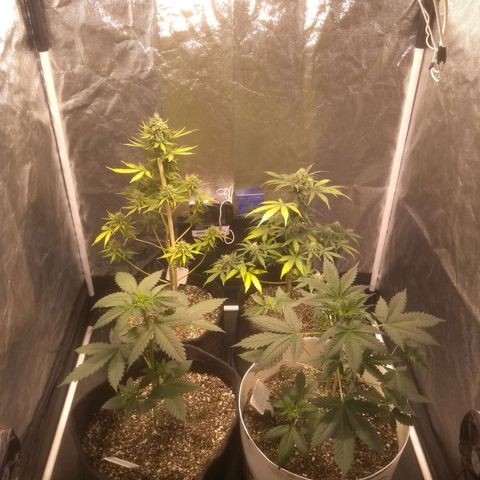 Critical #2 growlog timeline photo