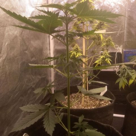 Critical #2 growlog photo: 39cm