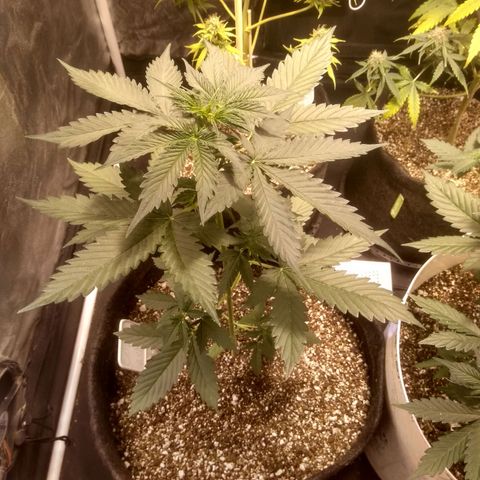 Critical #2 growlog photo: 39cm